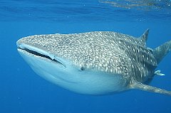 Whale_Shark-175